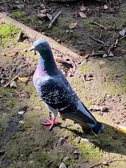 鳩 鳩の写真