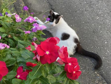 花と猫 猫,花,日日草の写真素材