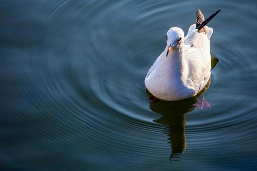 池を泳ぐカモメ 池を泳ぐカモメ カモメ,鴎,鷗の写真素材