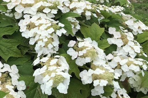 カシワバアジサイ カシワバアジサイ アジサイ,柏葉紫陽花,花びらの写真素材