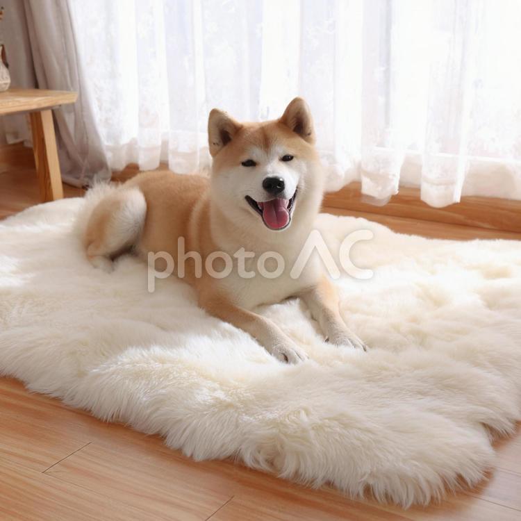 日差しの中でくつろぐ秋田犬 犬,秋田犬,ペットの写真素材