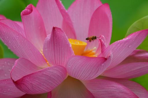 Photo, lotus, a lotus, pink, 