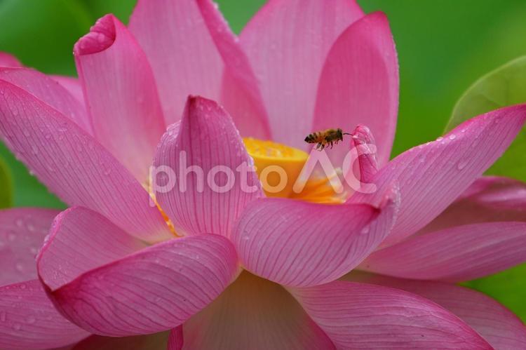蓮の花に飛来するミツバチ 蓮,ハス,ピンクの写真素材