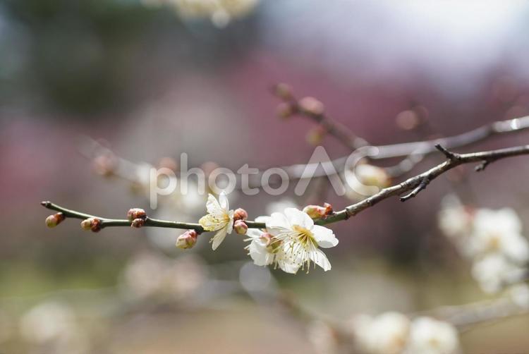 京都御所の白梅 3月,春,早春の写真素材