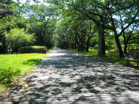 公園のこみち 公園のこみちの写真