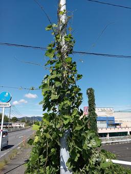 街灯に絡まるツタ ツタ,街灯,植物の写真素材