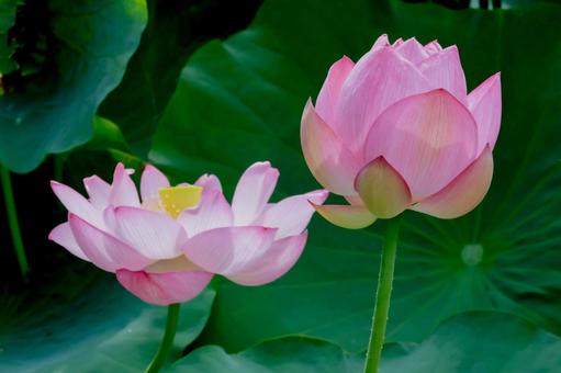 蓮 蓮 蓮,ハス,上野公園の写真素材