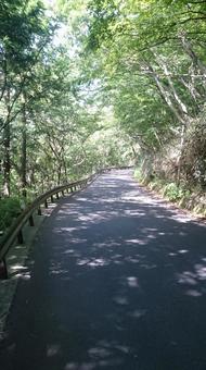 Hakone mountain path, JPG