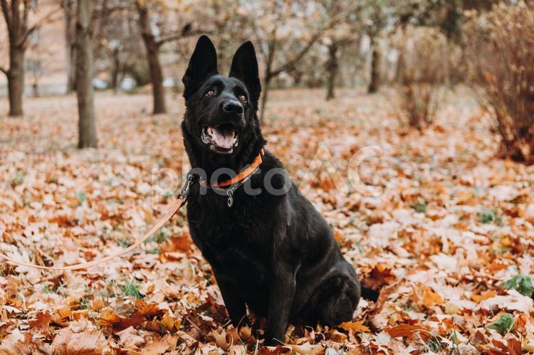 見上げるシェパード シェパード,犬,首輪の写真素材