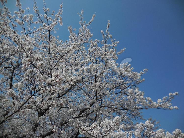 太宰府の桜55 桜,さくら,サクラの写真素材