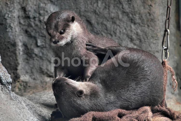 激しくじゃれあうコツメカワウソの夫婦③ カワウソ,コツメカワウソ,かわうその写真素材