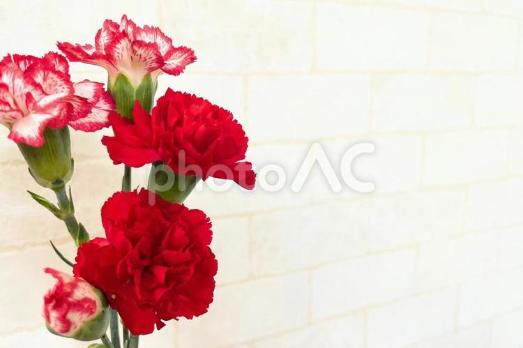 お洒落なカーネーションとレンガ調背景 カーネーション,お洒落,母の日の写真素材