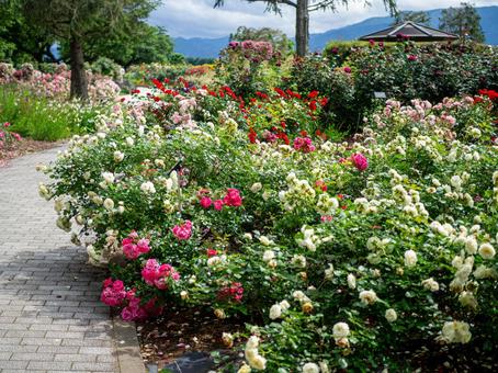 A path lined with small roses, JPG A path lined with small roses, JPG
