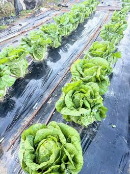 畑で育つ白菜 白菜,家庭菜園,自給自足の写真素材