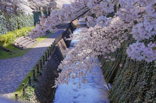 桜咲く遊歩道 桜,春,風景の写真素材