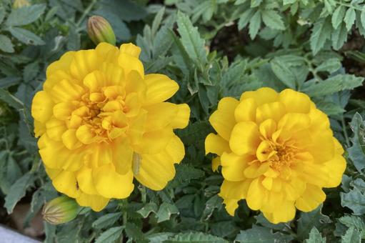 マリーゴールド（黄色） マリーゴールド,黄色,花の写真素材