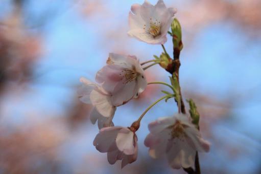 桜一枝 桜一枝の写真