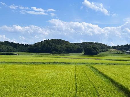 田舎の田んぼ 田んぼ,風景,景色の写真素材