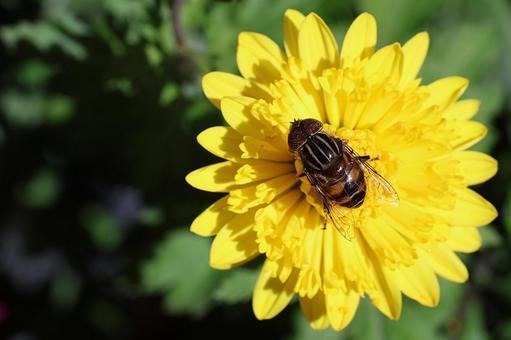キゴシハナアブ キゴシハナアブ,菊,花の写真素材