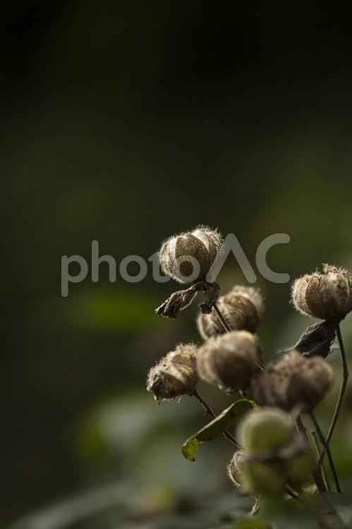 枯れ芙蓉 スイフヨウ,枯芙蓉,枯れ芙蓉の写真素材