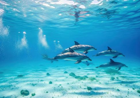 透明な海を泳ぐイルカたちの水中写真 透明な海を泳ぐイルカたちの水中写真の写真