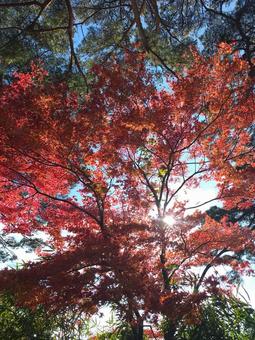 紅葉 紅葉の写真