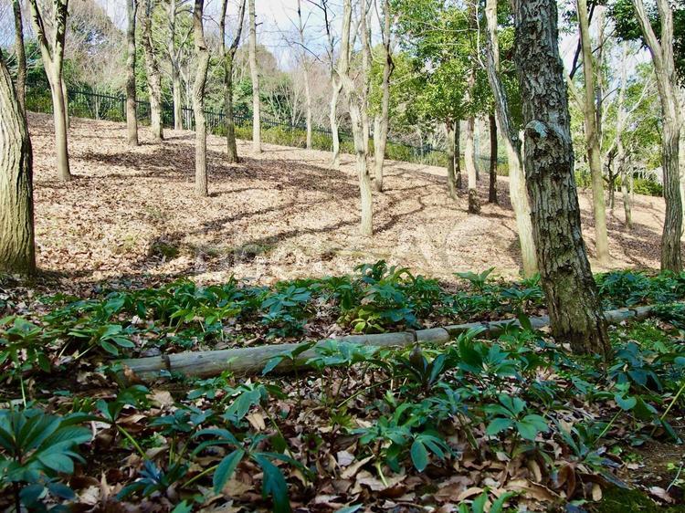 晴れの日の木立ち 木,木陰,屋外での写真素材