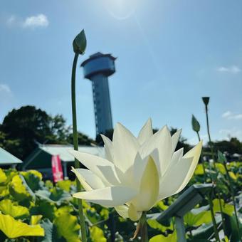 行田 古代蓮の里 蓮子の花 行田 古代蓮の里 蓮子の花の写真