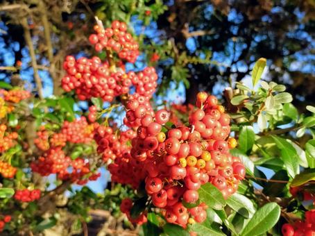 公園 福岡,秋,公園の写真素材