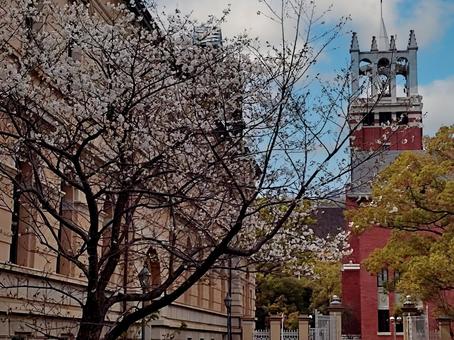桜の木のある風景 桜の木のある風景の写真