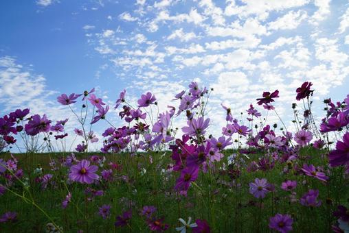 コスモスの花 コスモス,秋,晴天の写真素材