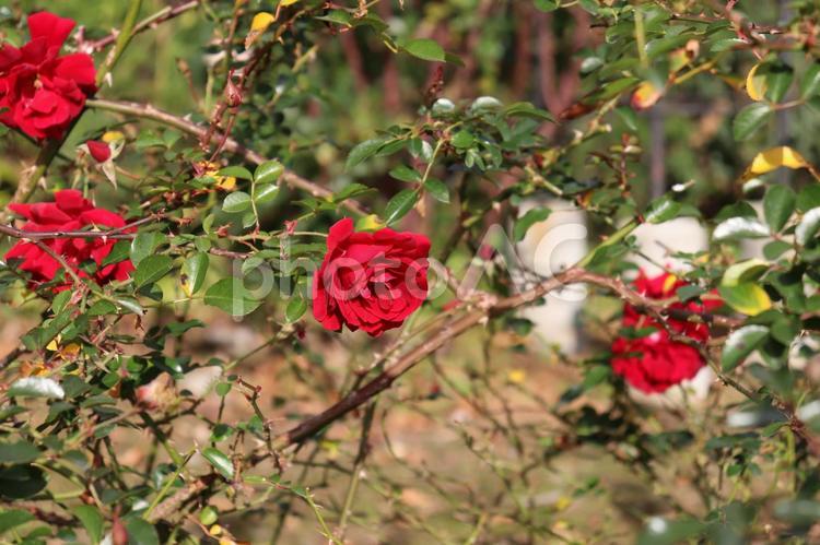 ドイツ生まれの赤バラ、マイナーフェアー 薔薇,マイナーフェアー,赤の写真素材
