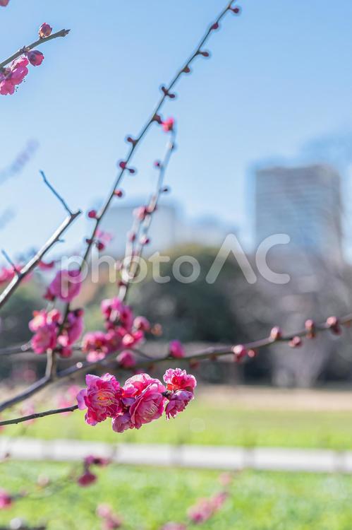 東京　浜離宮恩賜庭園の風景 東京,東京都,浜離宮恩賜庭園の写真素材