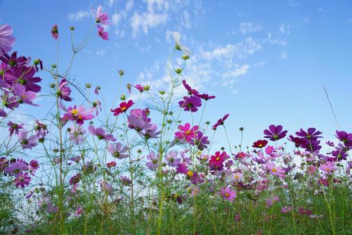 コスモスの咲く風景 コスモス,秋,晴天の写真素材