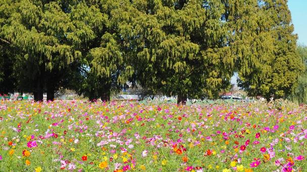 あけぼの山農業公園・コスモスの花畑・柏市 あけぼの山農業公園・コスモスの花畑・柏市 秋,あけぼの山農業公園,コスモスの写真素材