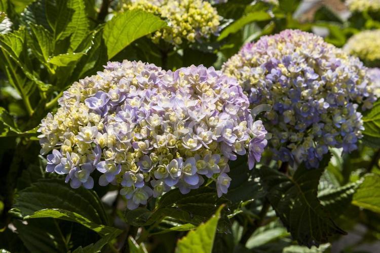 初立池のアジサイ9 アジサイ,花,フラワーの写真素材