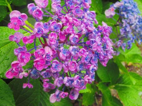 小さな萼片の紫陽花 小さな萼片の紫陽花の写真