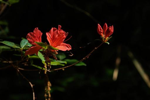 赤いツツジの花 赤いツツジの花の写真