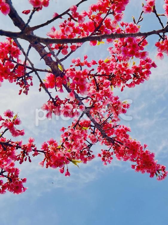 寒緋桜と青空 カンヒザクラ,赤い花,花の写真素材