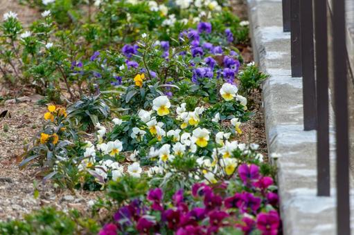 花壇に咲くパンジーとビオラ 花壇に咲くパンジーとビオラの写真