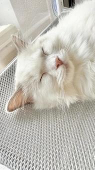 窓ハンモックで寝ているラグドールの子猫 猫,ペット,かわいいの写真素材