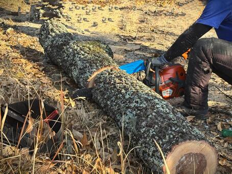 木を伐採している様子 伐採,木,切るの写真素材