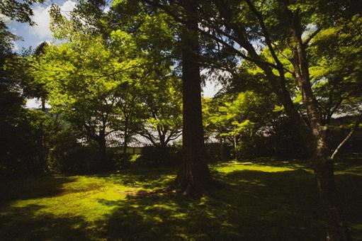 大原三千院のフィルムカメラ風 大原三千院のフィルムカメラ風の写真