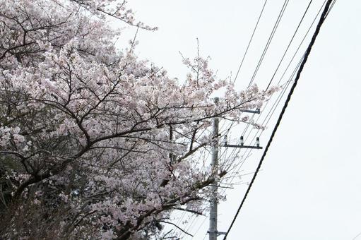 桜 桜の写真