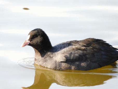 カモ カモの写真