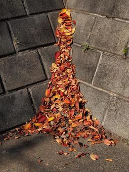 小雪前の土曜日の横浜市北部の紅葉した落葉 初冬,横浜市青葉区,寒冷の写真素材