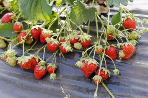 Photo, strawberry, strawberry picking, fruit picking, 