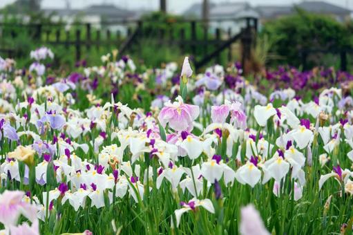 Iris Flowers 25-30, JPG