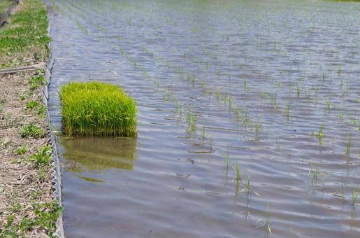 田植えをしたばかりの田んぼと稲の写真