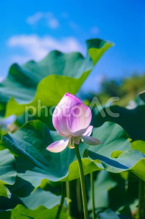 夏、青空と蓮の花 夏,初夏,蓮の写真素材